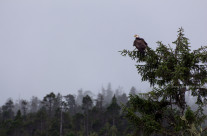 Bald Eagle, Klemtu