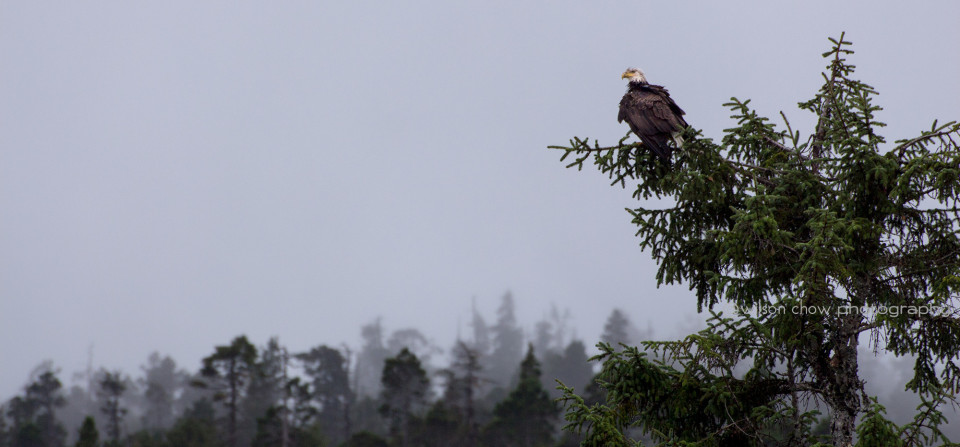 Bald Eagle, Klemtu